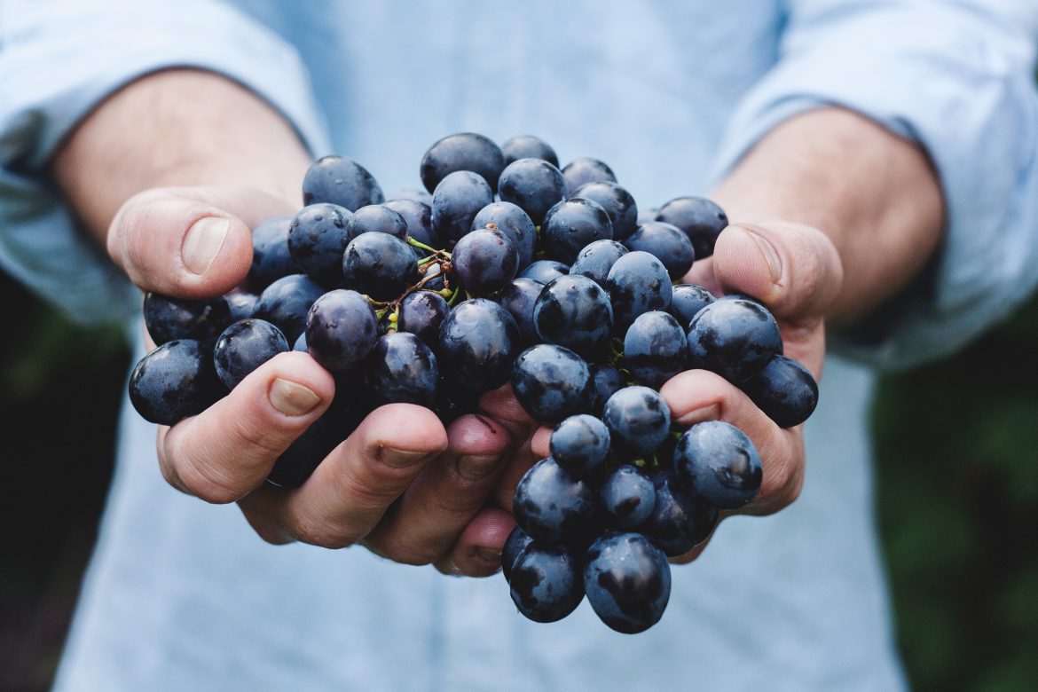 cambiamenti climatici e vino