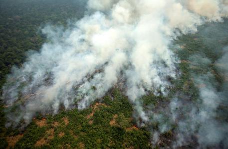 Incendi Alberi Foresta amazzonia