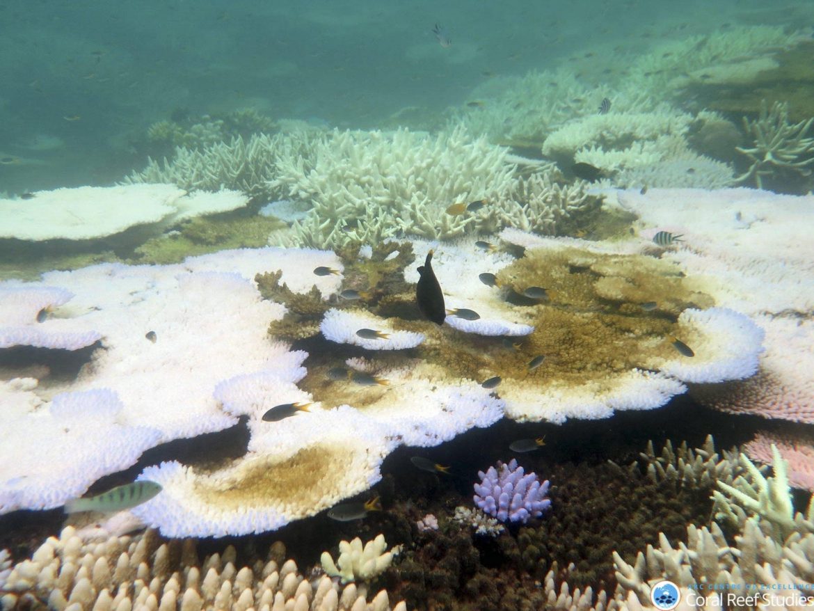 oceano coralli nuova zelanda cambiamenti climatici