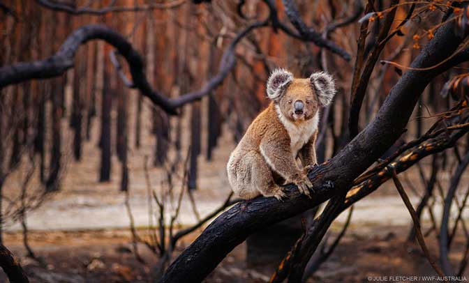 incendi australia clima