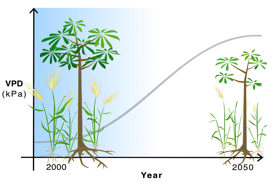 cambiamenti climatici e piante