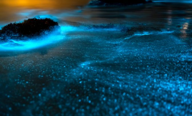 bioluminescenza marina