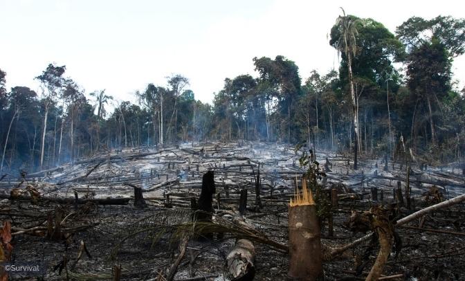 amazzonia indigeni survival