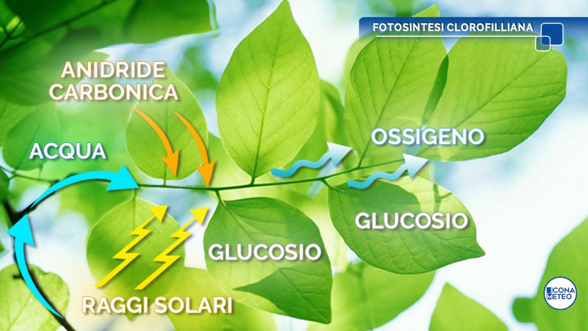 Foliage: Perché In Autunno Le Foglie Cambiano Colore E Cadono?