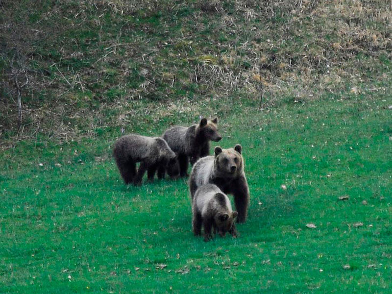 crimini natura WWF