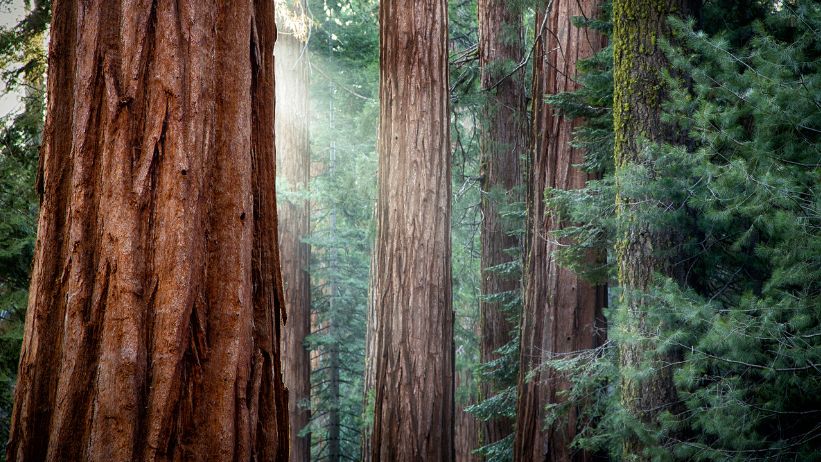 sequoie giganti