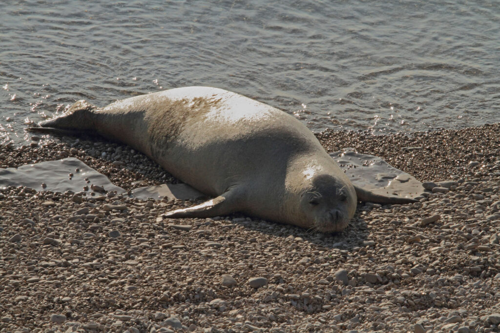 foca monaca mediterraneo