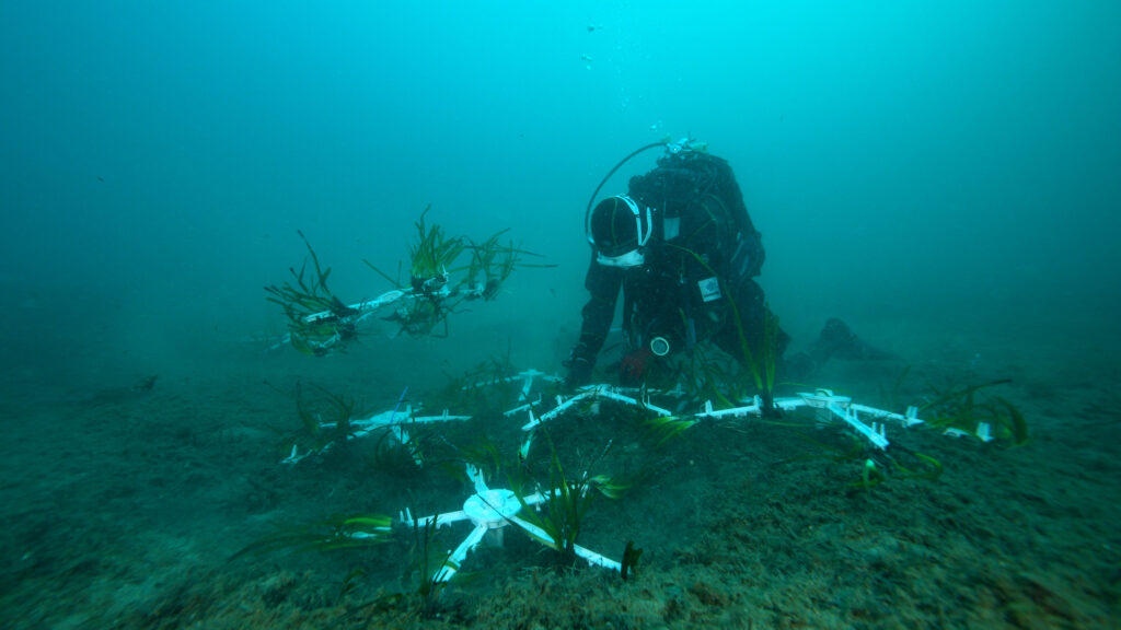 posidonia marevivo