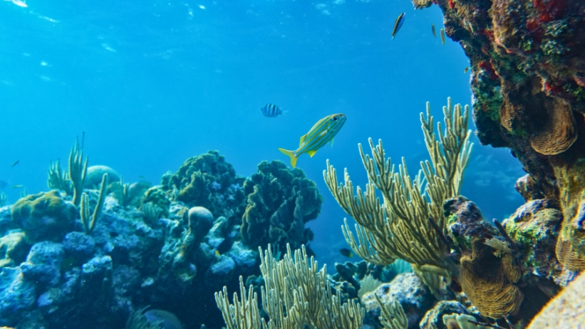 giornata mondiale degli oceani 2025