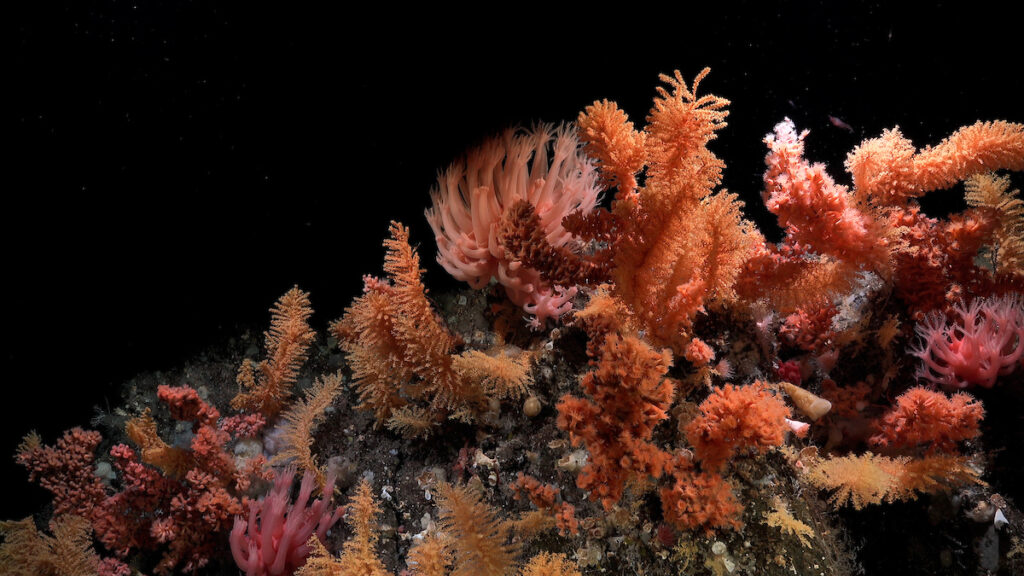 oceano coralli