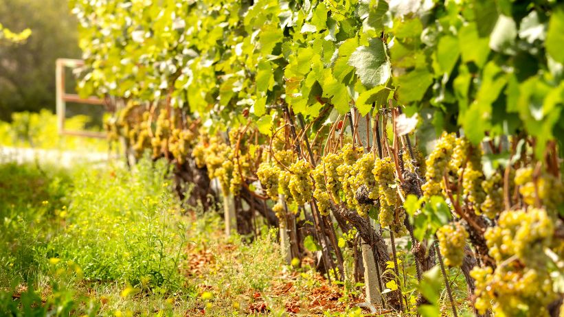 clima e vino francia caldo