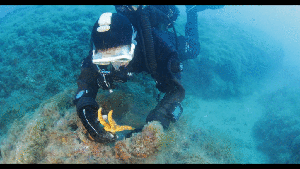 reti fantasma a capo mortola 