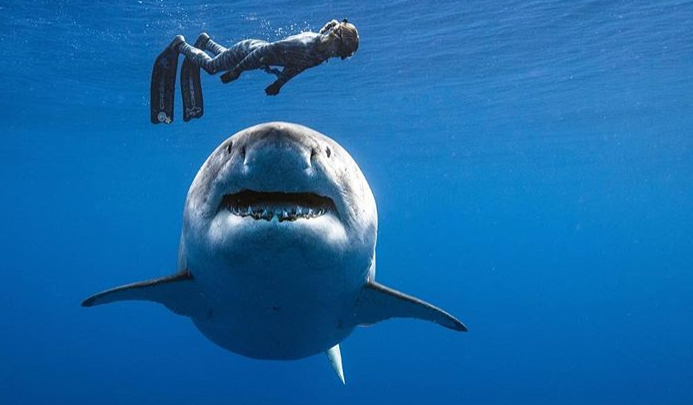 Lo squalo bianco più grande del mondo avvistato e... toccato!