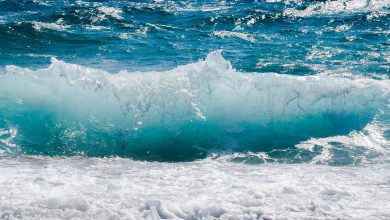 mare