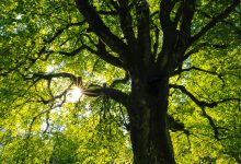 pianta