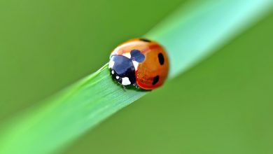 migrazione insetti coccinelle