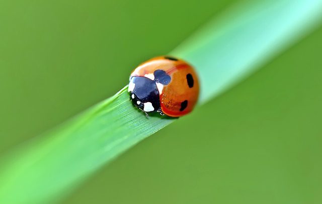 migrazione insetti coccinelle