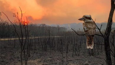 incendi australia