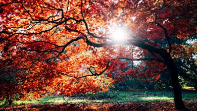 meteo autunno