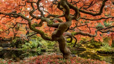 Giornata alberi