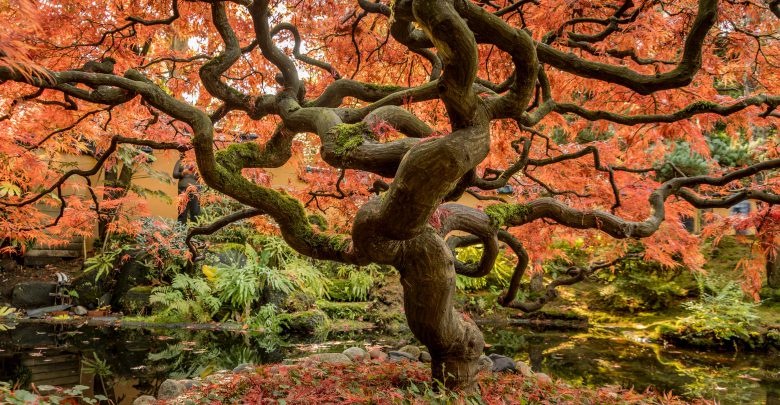 Giornata alberi