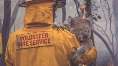 koala australia