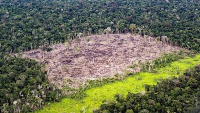 Amazzonia deforestazione
