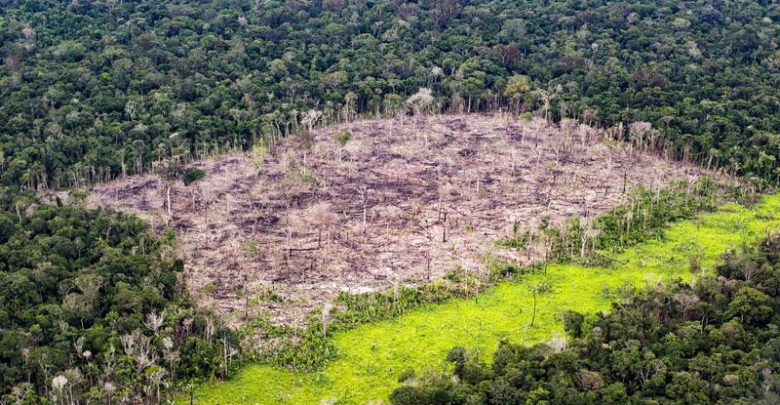 Amazzonia deforestazione