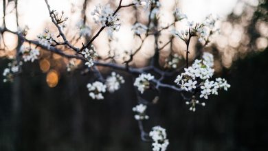 caldo record a dicembre: gli alberi sono in fiore
