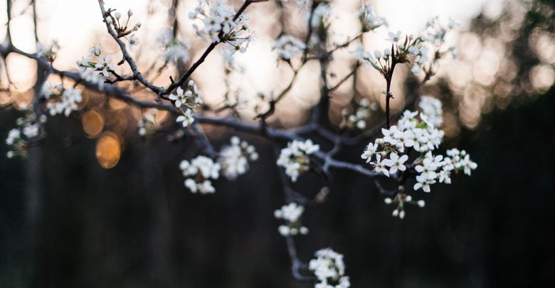 caldo record a dicembre: gli alberi sono in fiore