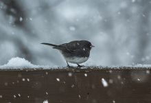 meteo maltempo neve