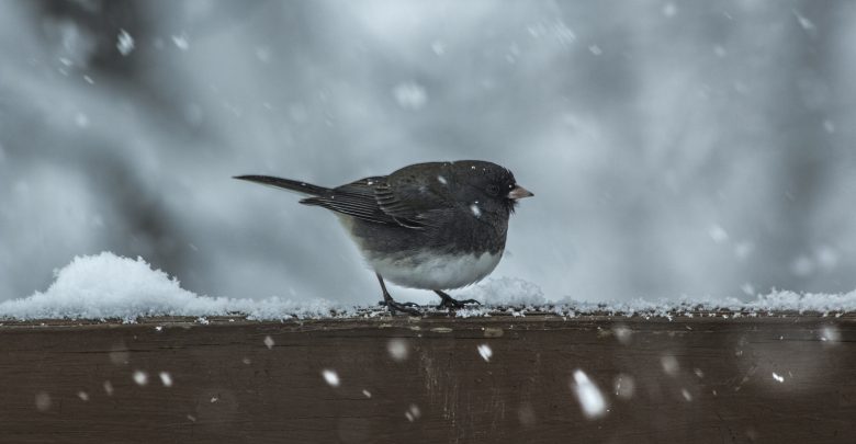 meteo maltempo neve