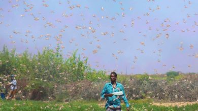 invasione locuste Africa
