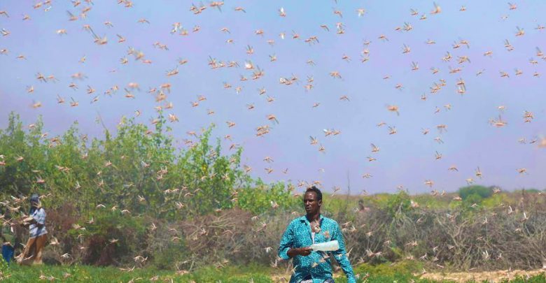 invasione locuste Africa