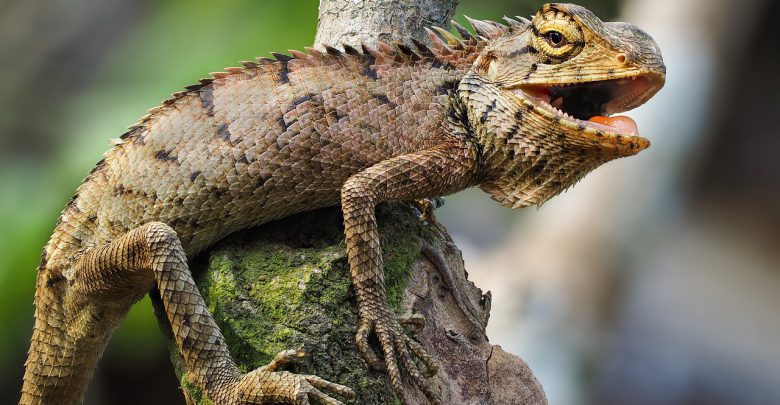 iguana florida freddo