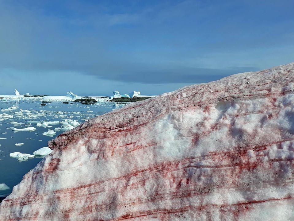 Ghiaccio rosso in Antartide. Foto Ministero dell'Educazione e della Scienza dell'Ucraina