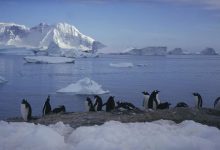 antartide ghiacci pinguini cambiamenti climatici
