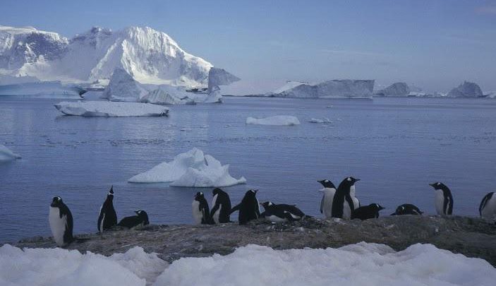 antartide ghiacci pinguini cambiamenti climatici