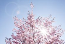 primavera febbraio