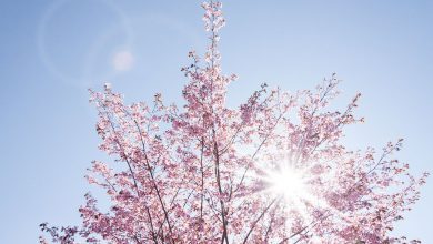 primavera febbraio