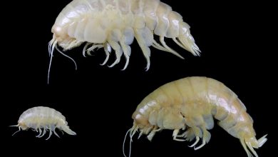 Foto Zootaxa4749