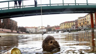 coronavirus città nutrie Milano