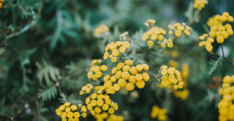 mimose