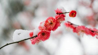 meteo freddo primavera