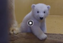 zoo di Brema orsi polari