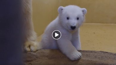 zoo di Brema orsi polari