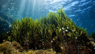 mare ischia posidonia