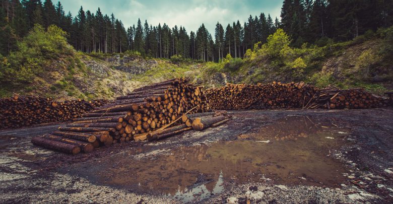 PPer evitare nuove pandemie dobbiamo proteggere l’ambiente