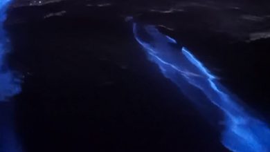 bioluminescenza delfini video