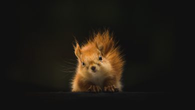 biodiversità